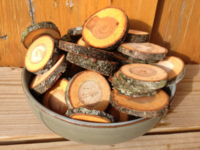 Forest_cut_wood_slices